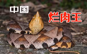 中国烂肉王五步蛇有多恐怖?咬一口血流不止?轻松玩弄血小板和凝血系统!