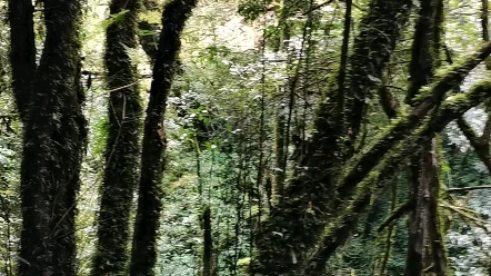 [图]哀牢山的原始森林 空气好清新