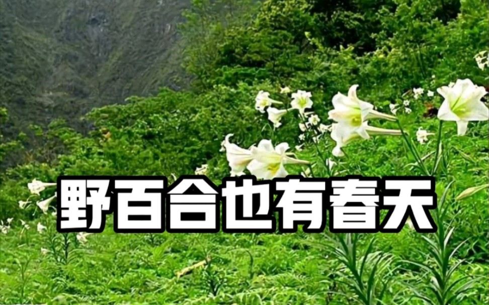 罗大佑作品赏析50野百合也有春天
