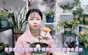 Descargar video: 鸡蛋壳养花很好，如何正确使用，你知道吗？