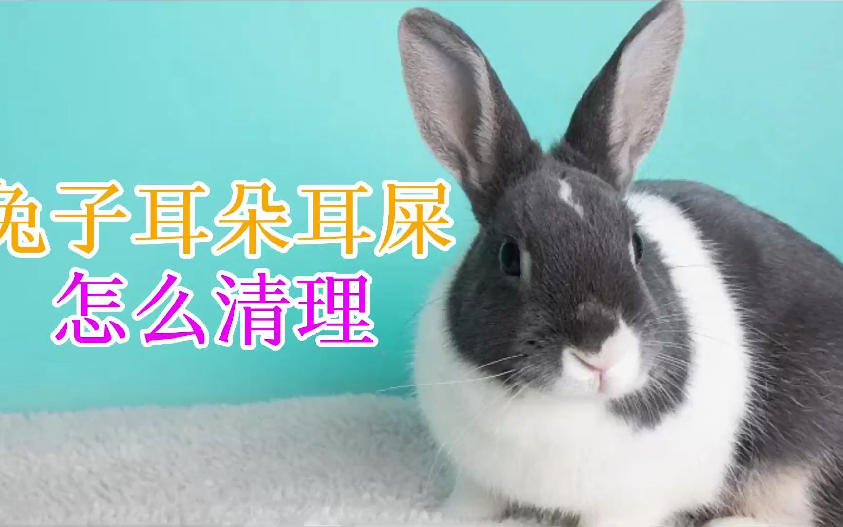 兔子耳朵耳屎怎么清理