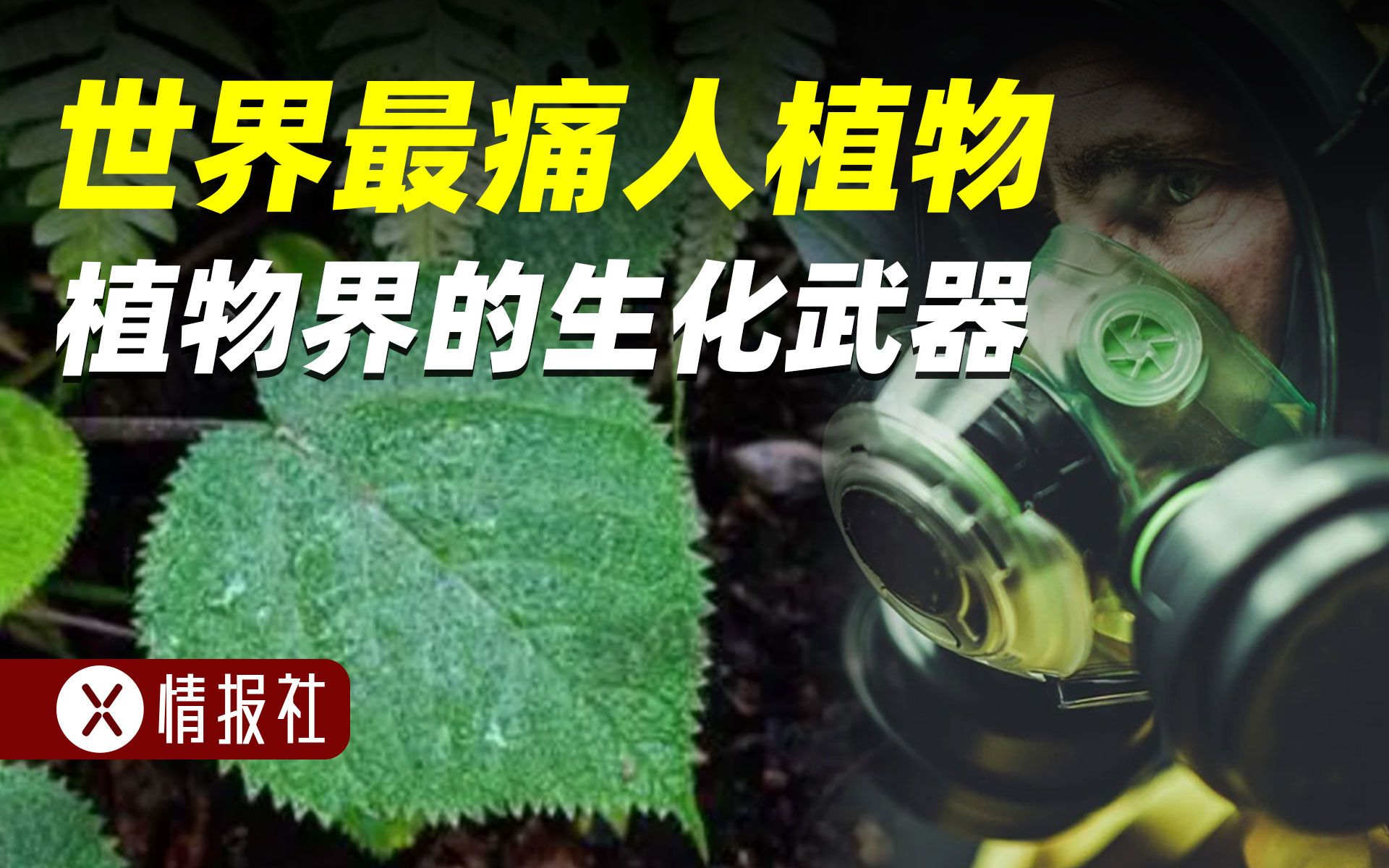 世界最痛人植物有多可怕?戴防毒面具才能靠近,军人痛的开枪自杀哔哩哔哩bilibili