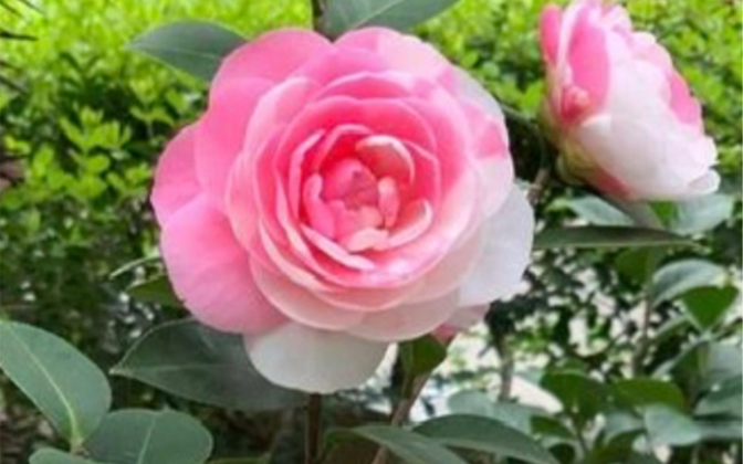 很仙的茶花-斑水屋