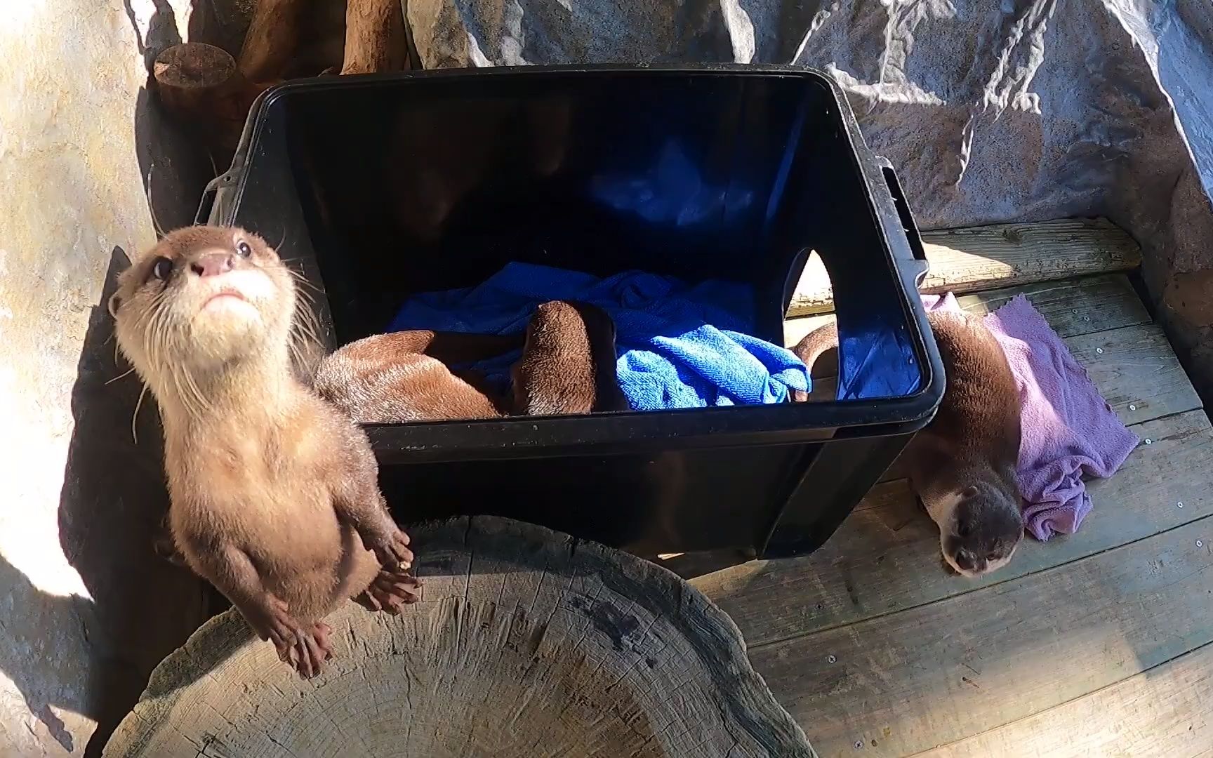 桂浜水族館水獺的2週年紀念