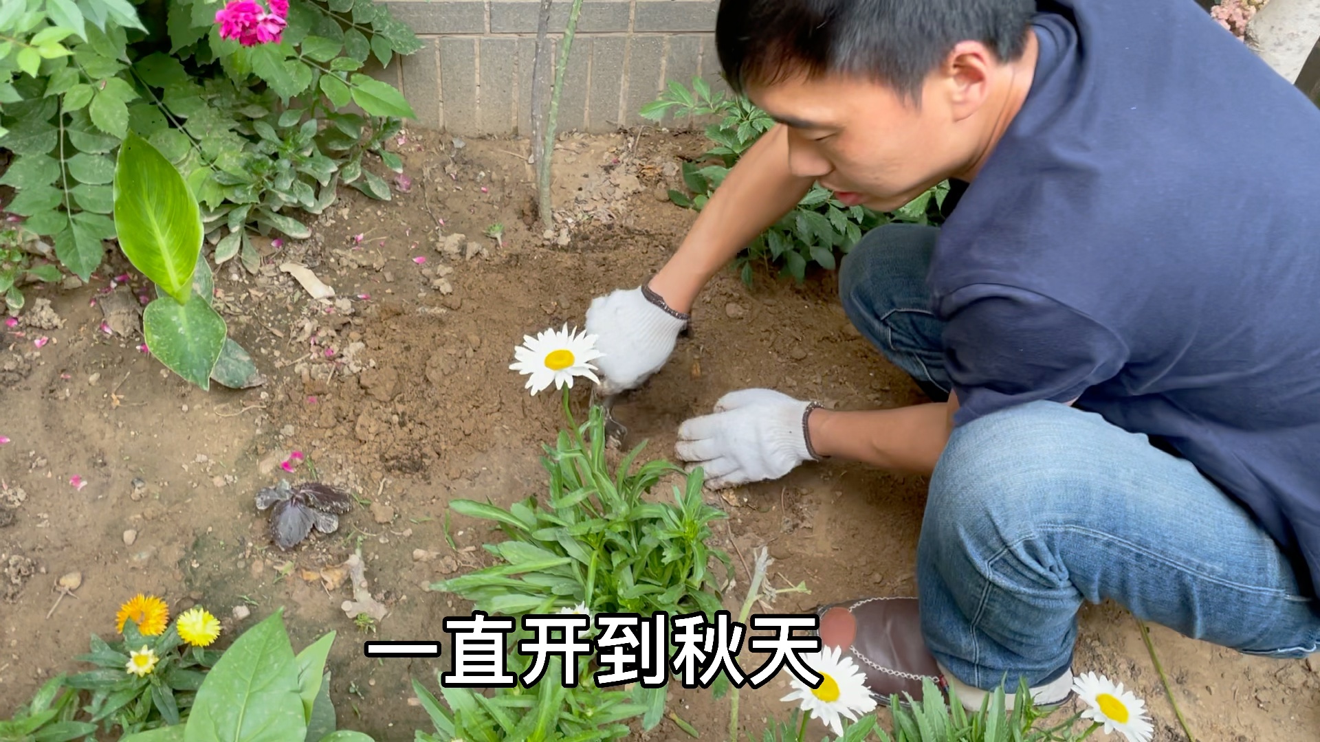 可爱的草花大滨菊哔哩哔哩bilibili