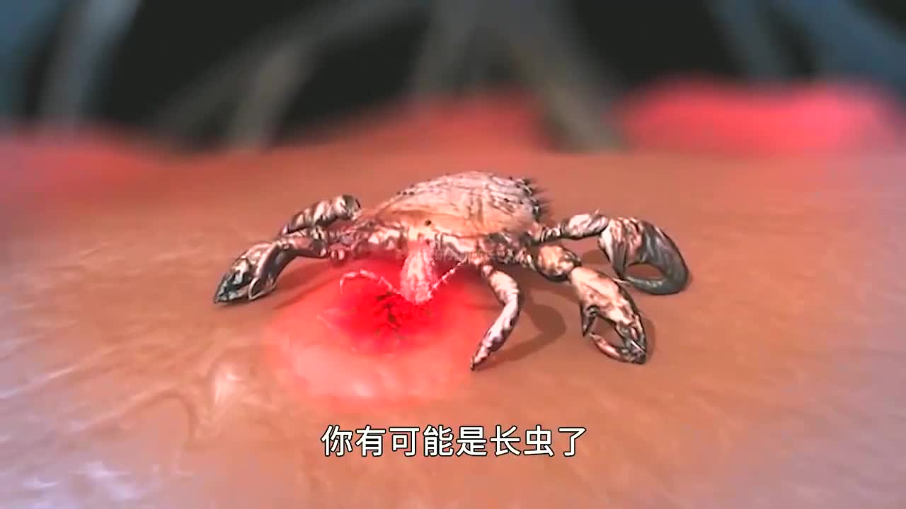 虱子如何在你的头发里,耍着杂技吸血?(3)