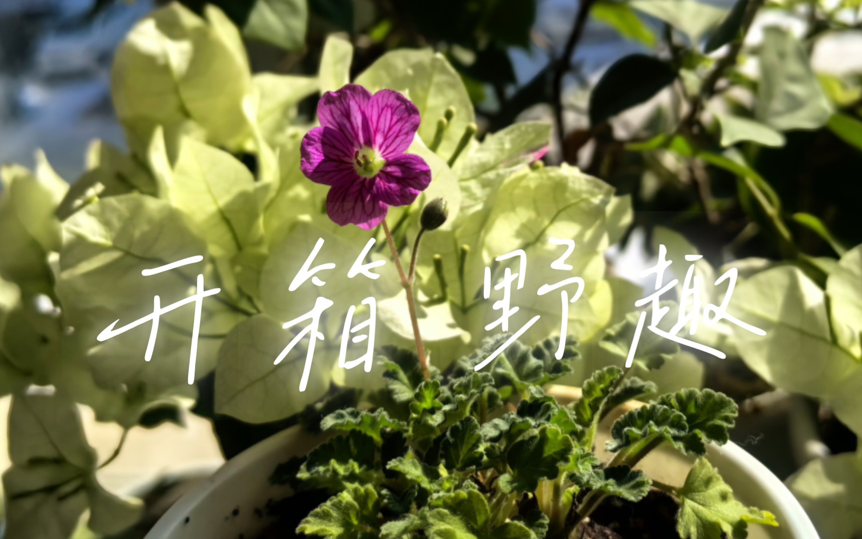 【小型植物开箱】姬风露草 雪割草 蝴蝶兰哔哩哔哩bilibili