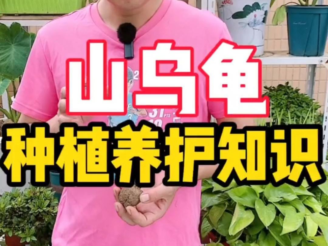 山乌龟种植养护知识哔哩哔哩bilibili