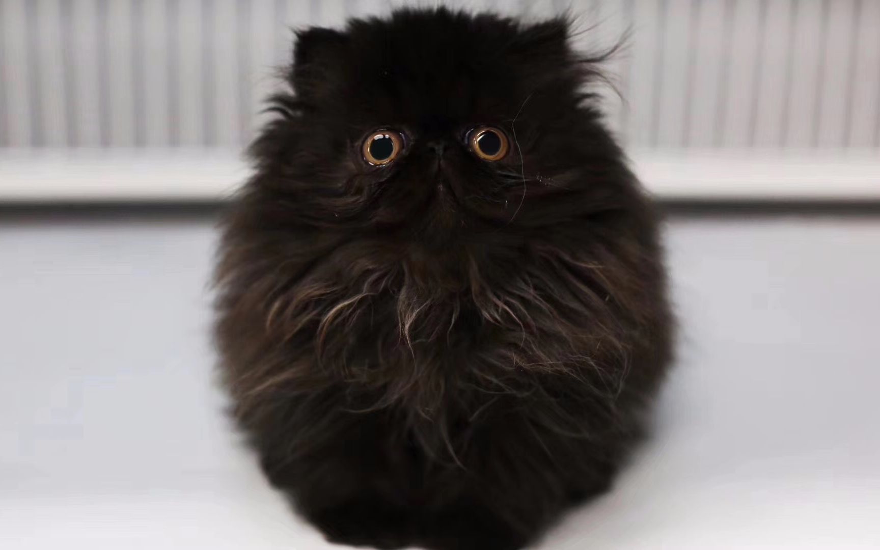 迪士尼最萌大喵喵狮子王王者归来不一样的王者荣耀