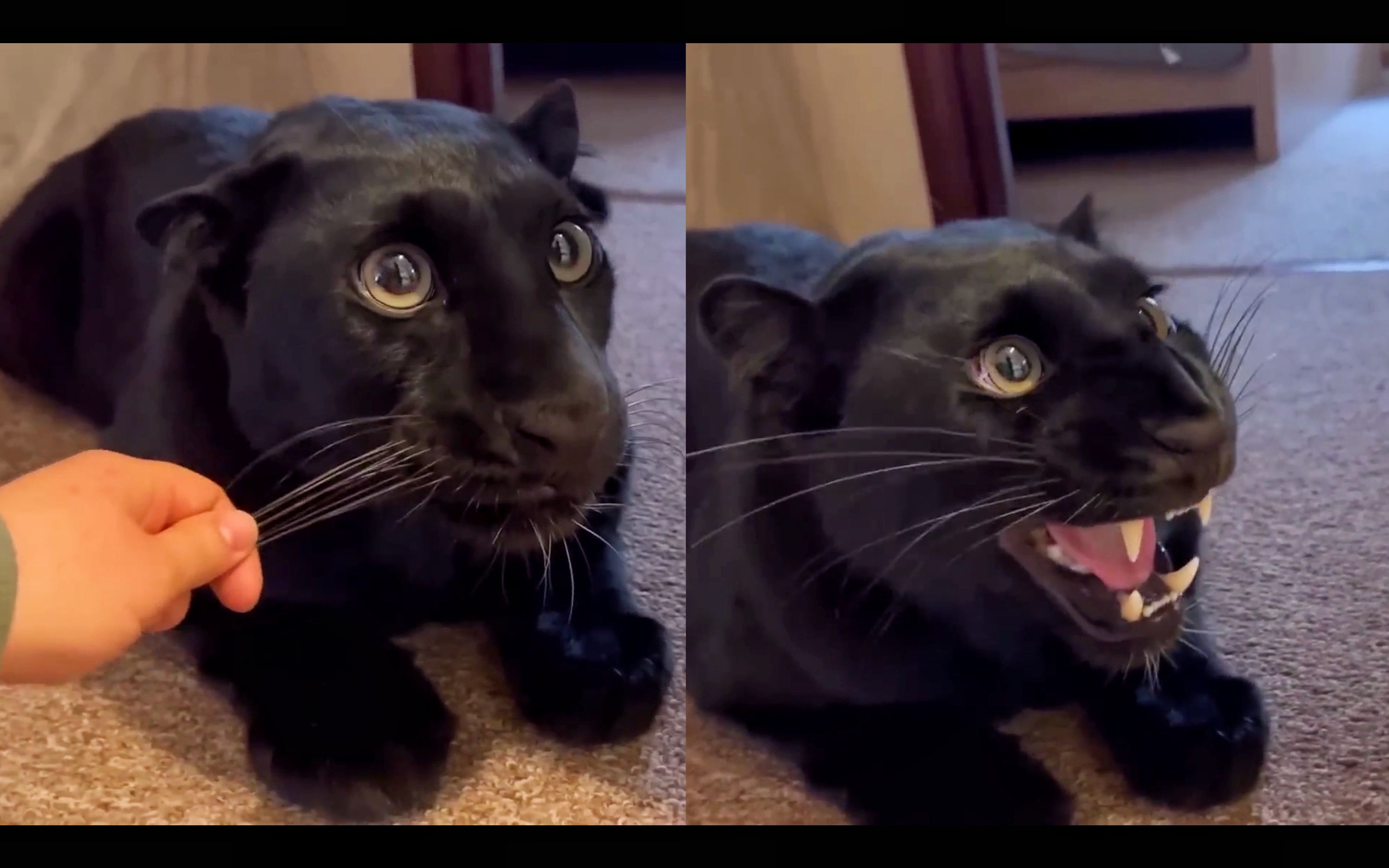 小黑豹:你不要过来啊啊啊!