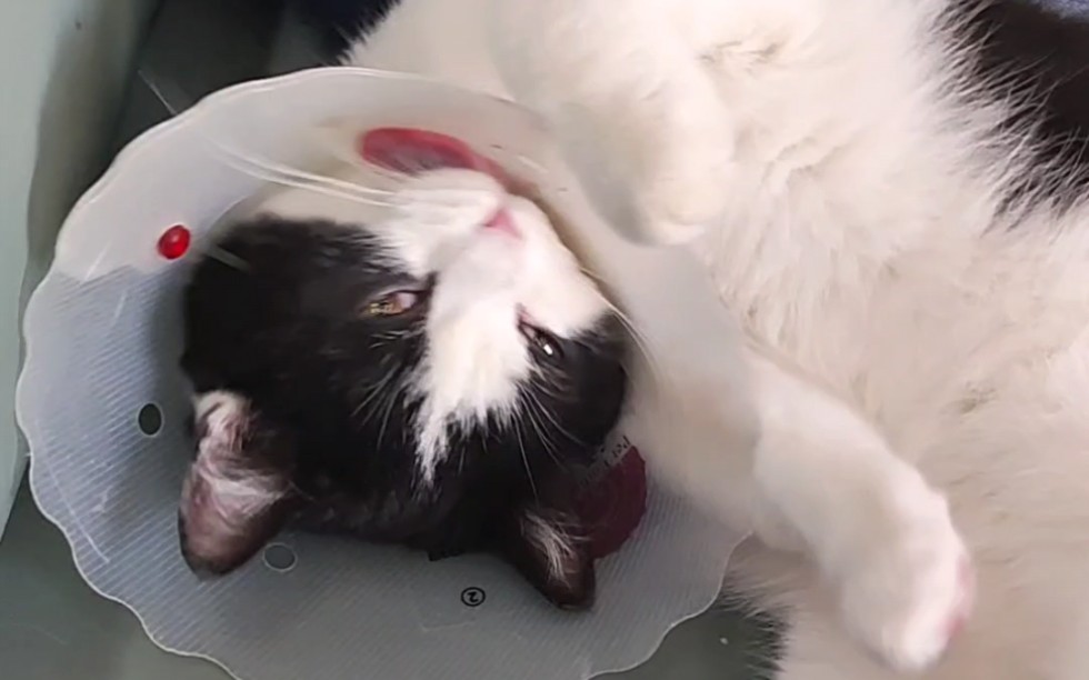 绝望小猫(绝育版)