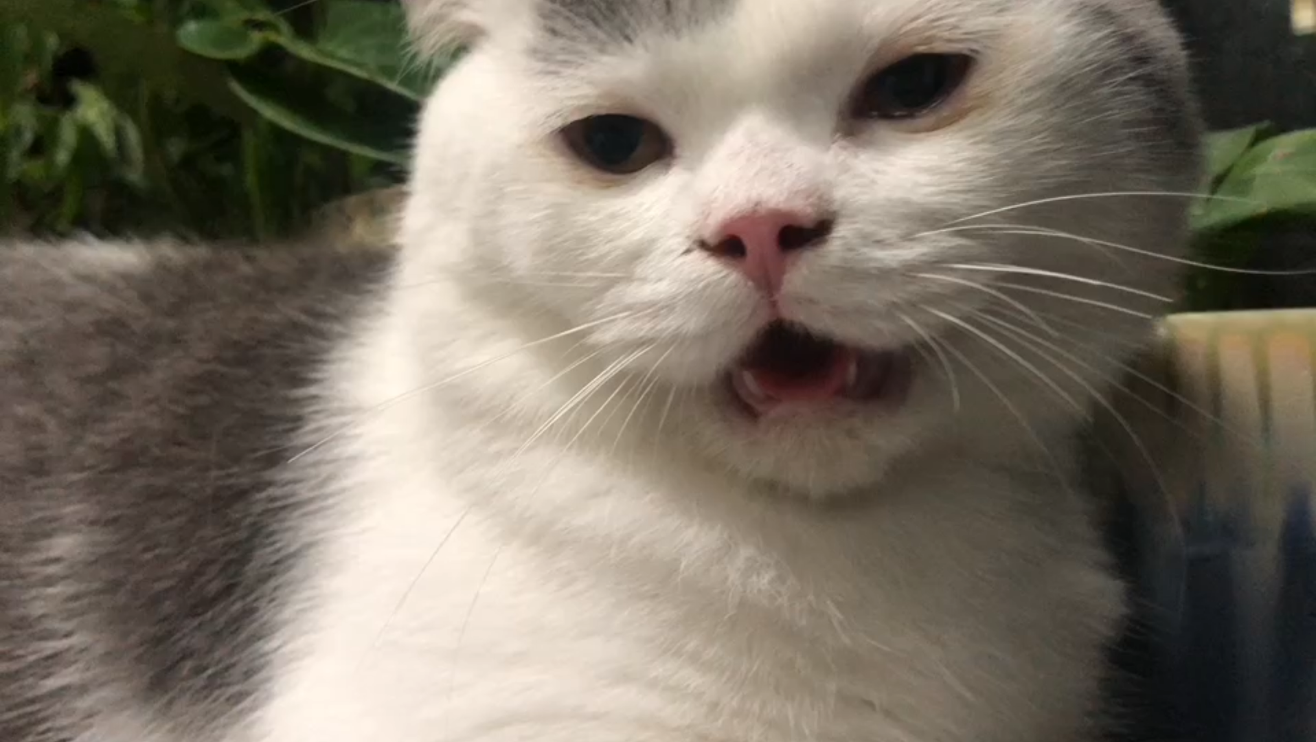 见过吐舌头的猪猫吗?