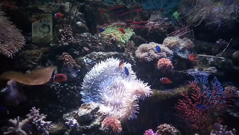 福州左海公园海底世界 色彩斑斓的小鱼 视频拍摄于2019年6月