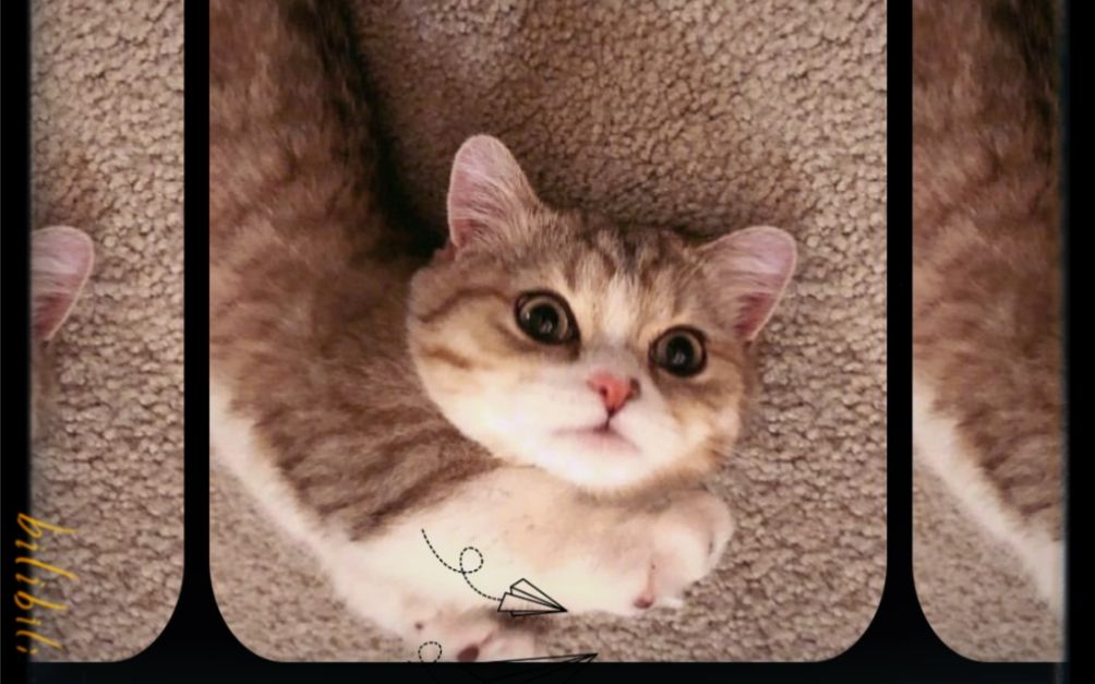 曼赤肯猫simba,小短腿太可爱了 932362