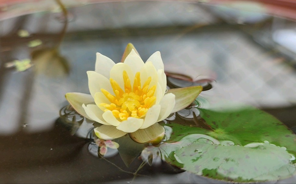 微型耐寒睡莲:海尔芙拉"小海"