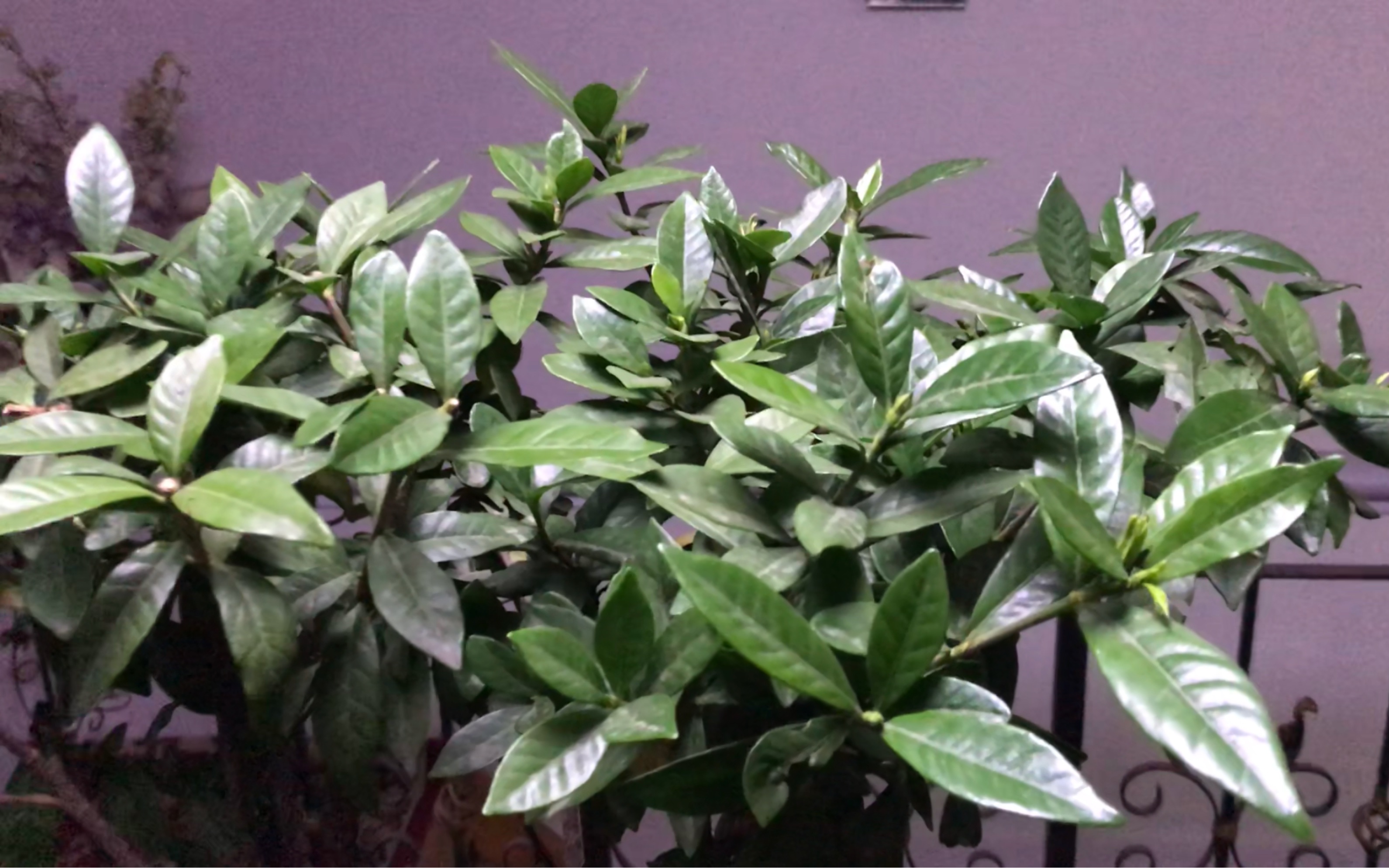 栀子花冬天养护技巧