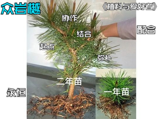 众岩樾:植料与爱好者的关系哔哩哔哩bilibili