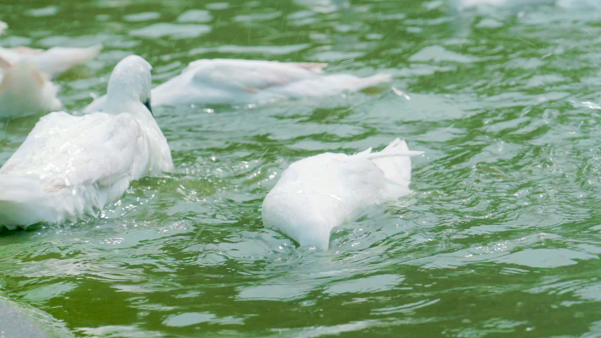 连城白鸭!这可是中国唯一种药用鸭子哦!_哔哩哔哩_bilibili