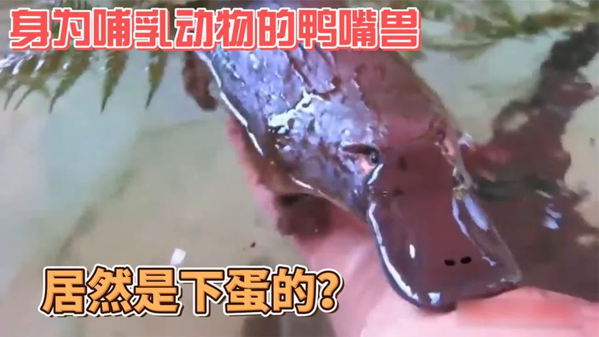 活化石鸭嘴兽下蛋孵化幼崽,只有指甲盖大小,却是哺乳动物