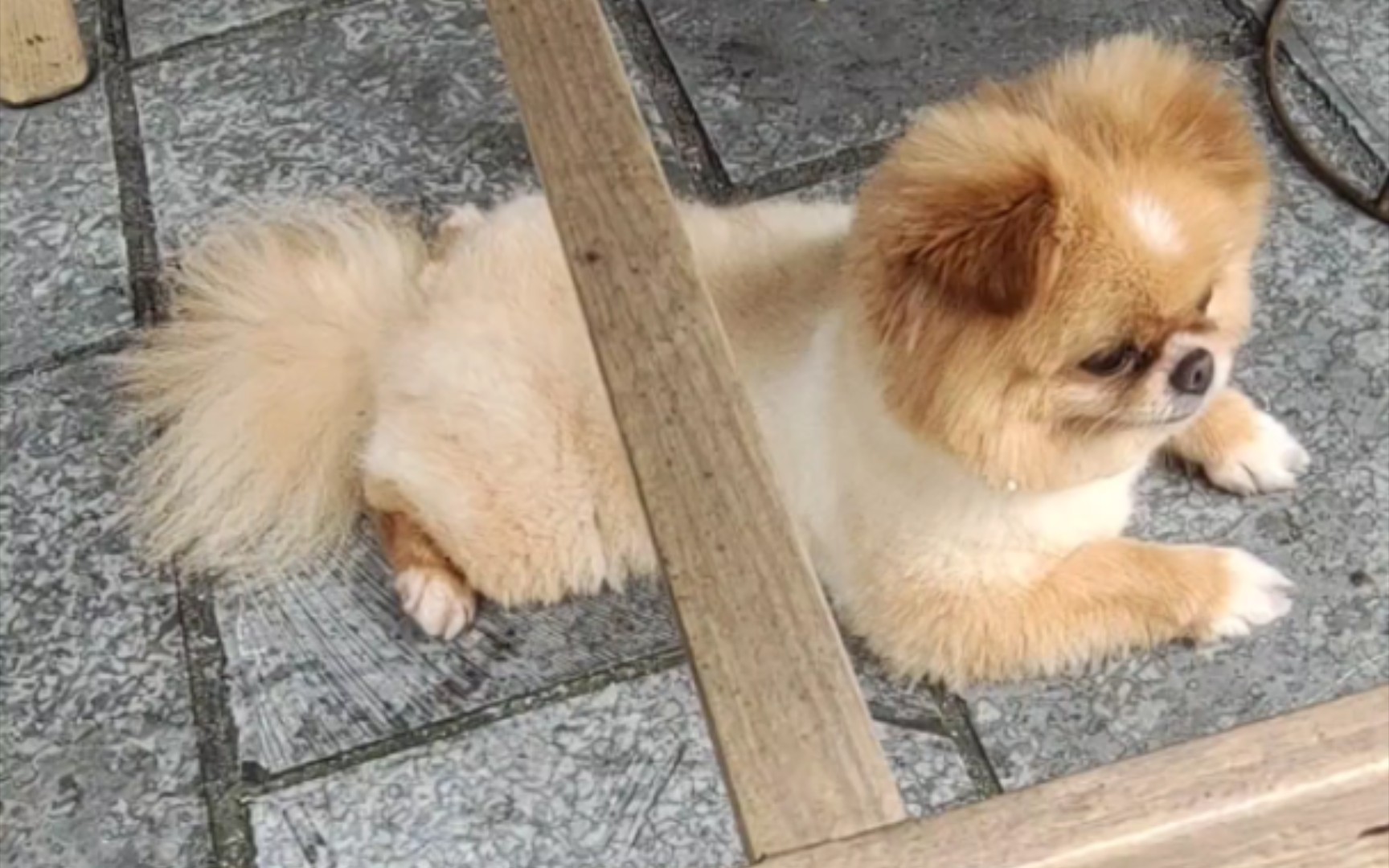 活动  乖乖的修勾狗