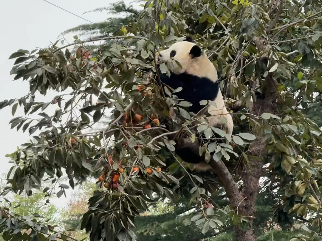 秦秀上树摘柿子,自己动手丰衣足食哔哩哔哩bilibili