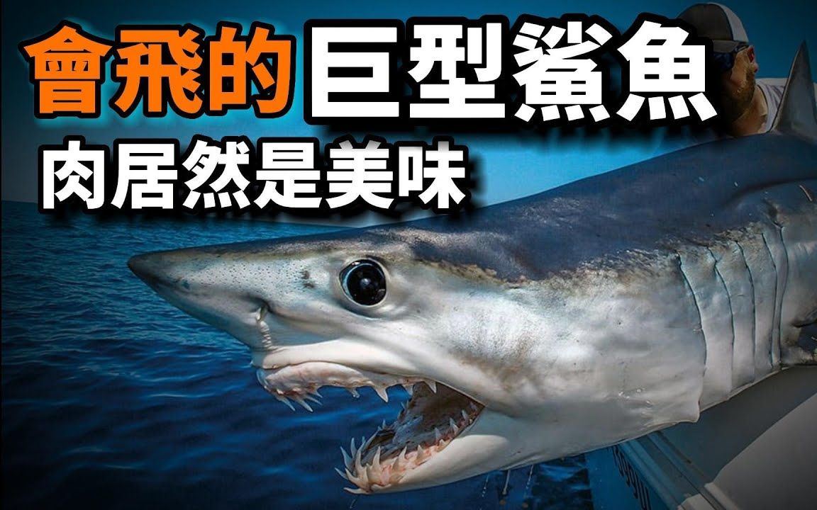 它是最聪明,速度最快的巨型鲨鱼,它的肉竟然是美味!