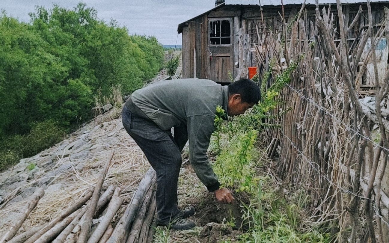 绿水青山黑龙江岛屿篱笆院,种西瓜栽树苗,农民吉祥打造世外桃园哔哩哔哩bilibili