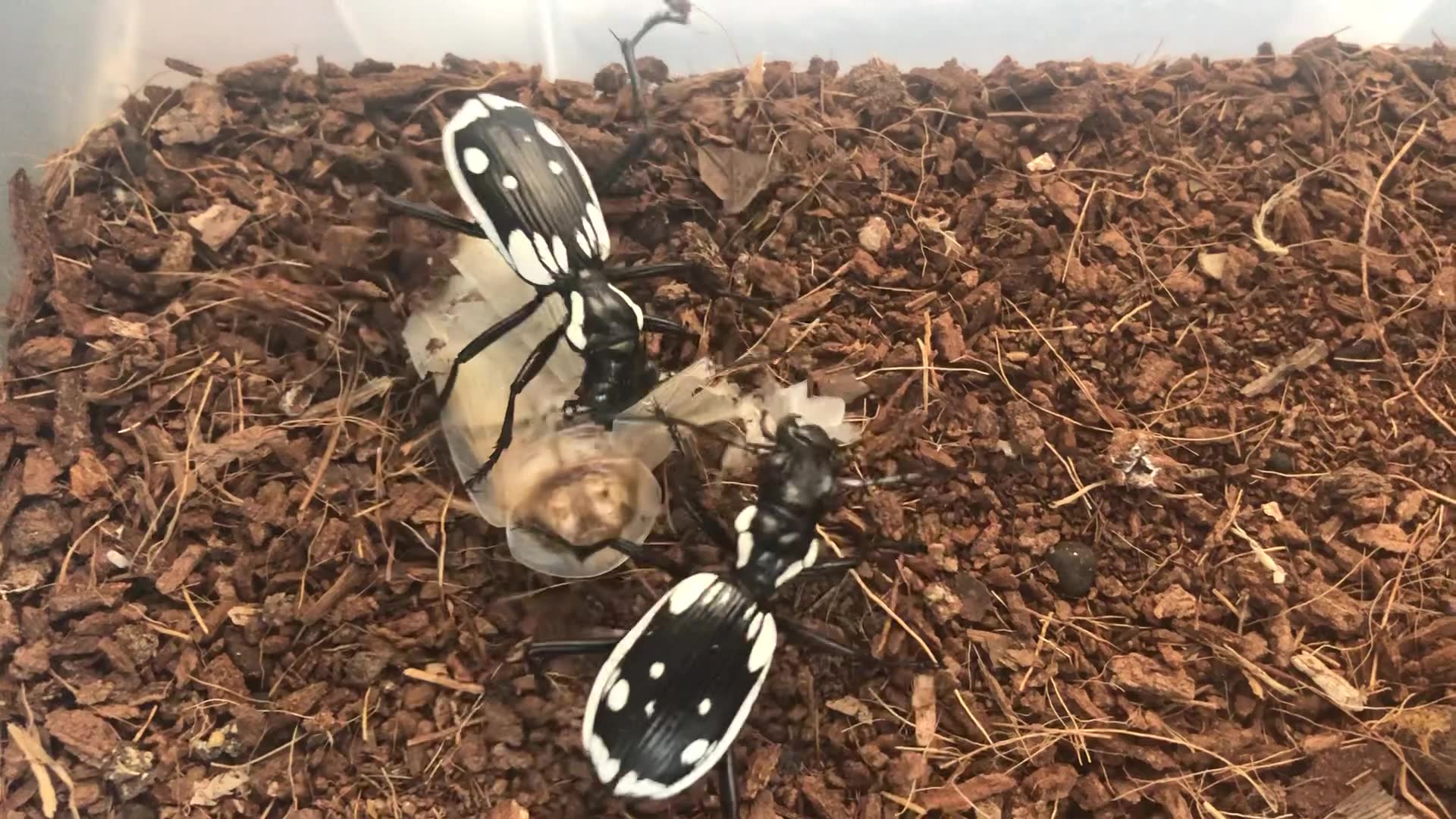 埃及蚁步甲捕食杜比亚1