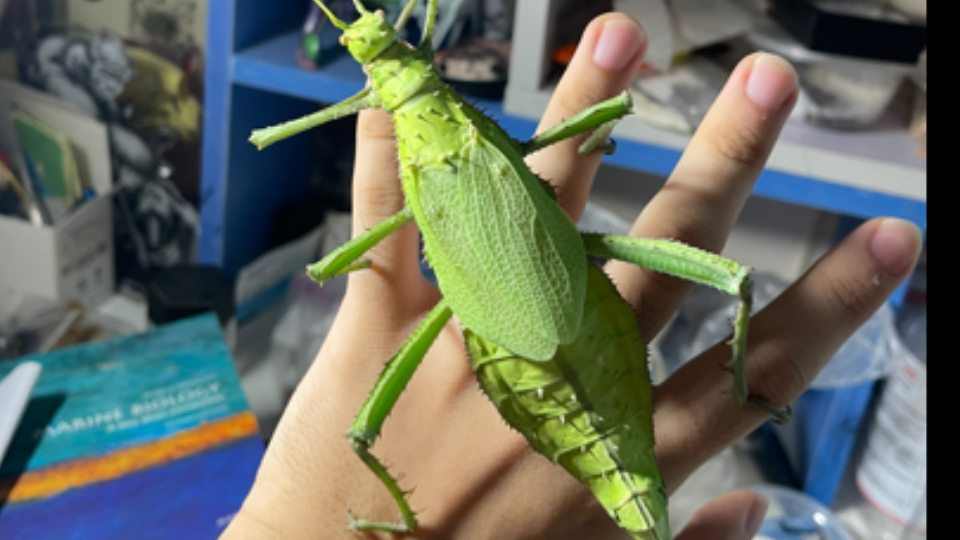 当大绿虫在你脸上长大