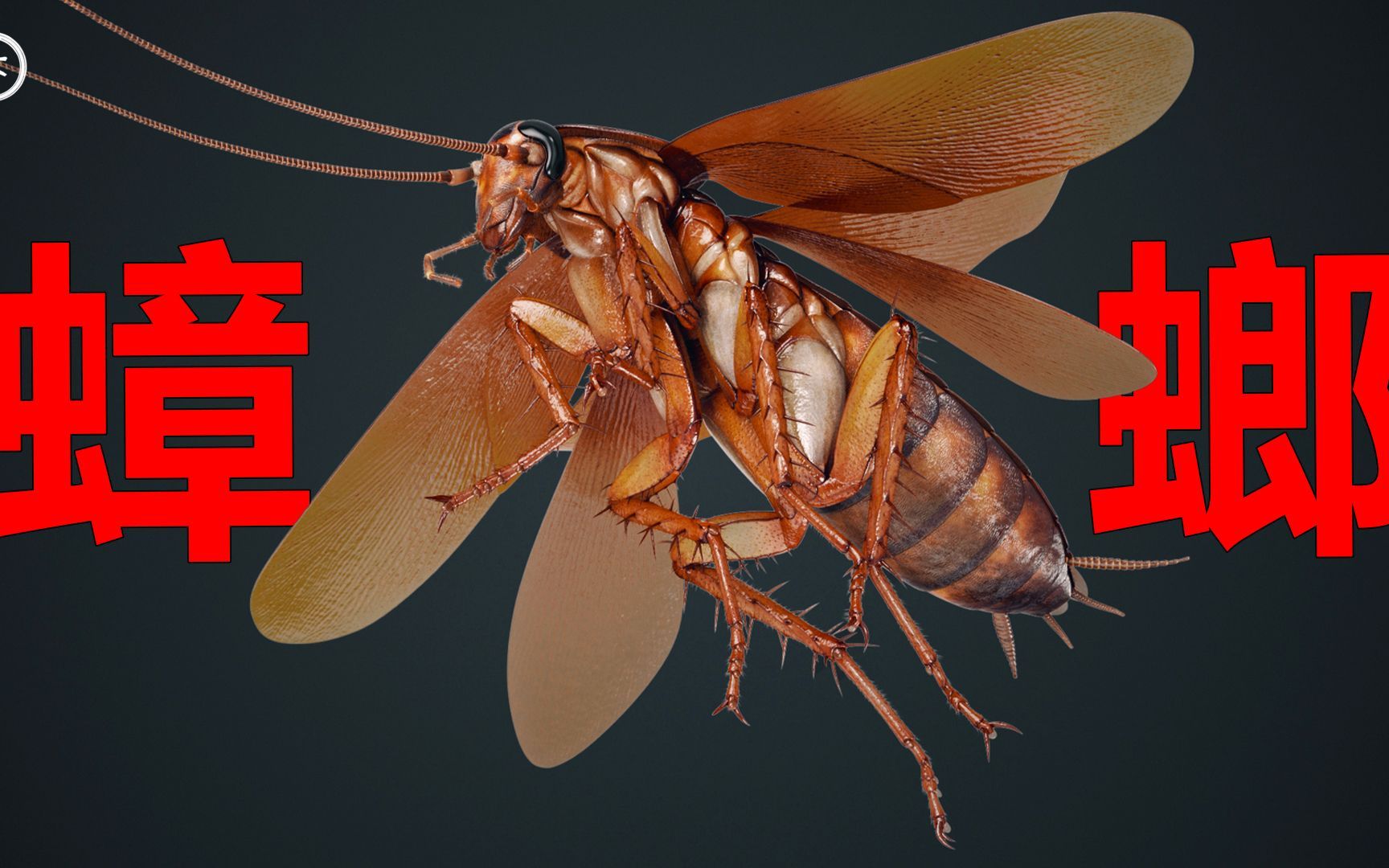 知道南方蟑螂会飞后,我整个人都不好了