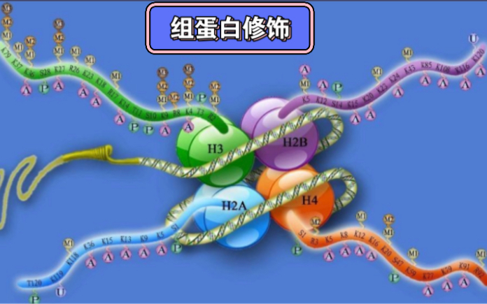 表观遗传——组蛋白修饰:基因表达的精细调控哔哩哔哩bilibili