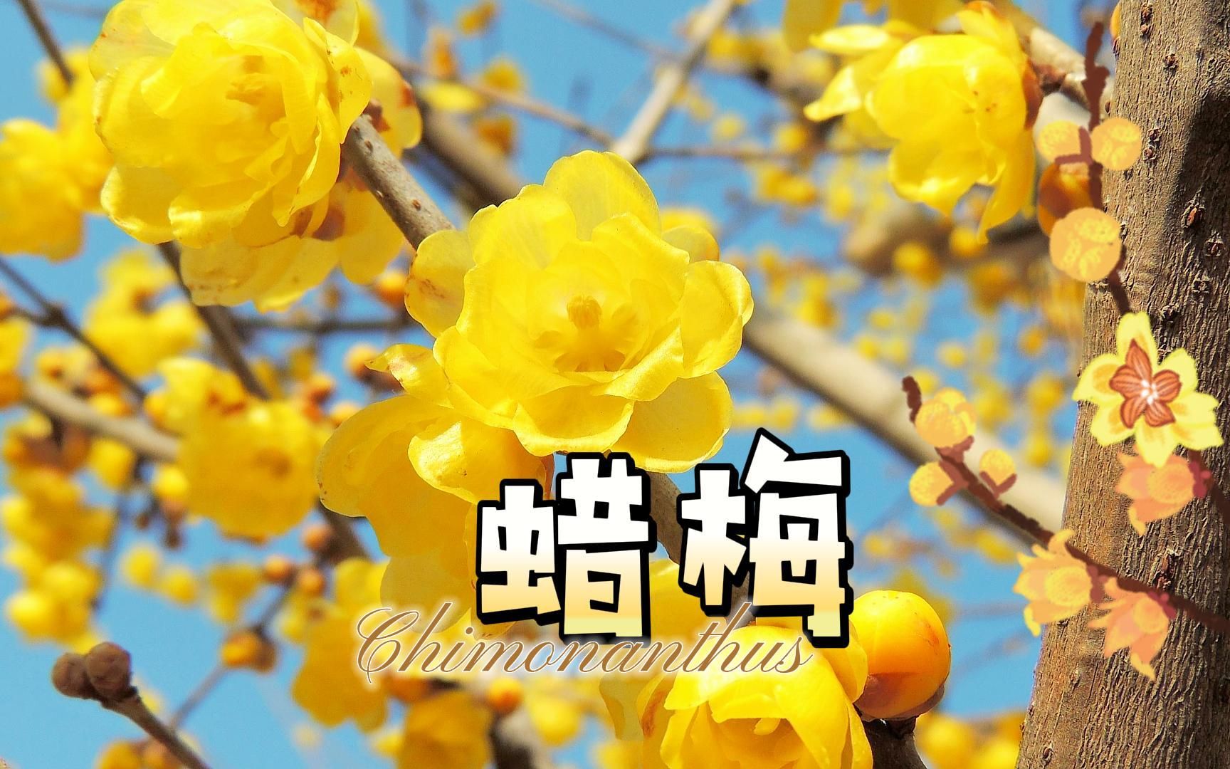 冬季会开的花花(三):蜡梅哔哩哔哩bilibili