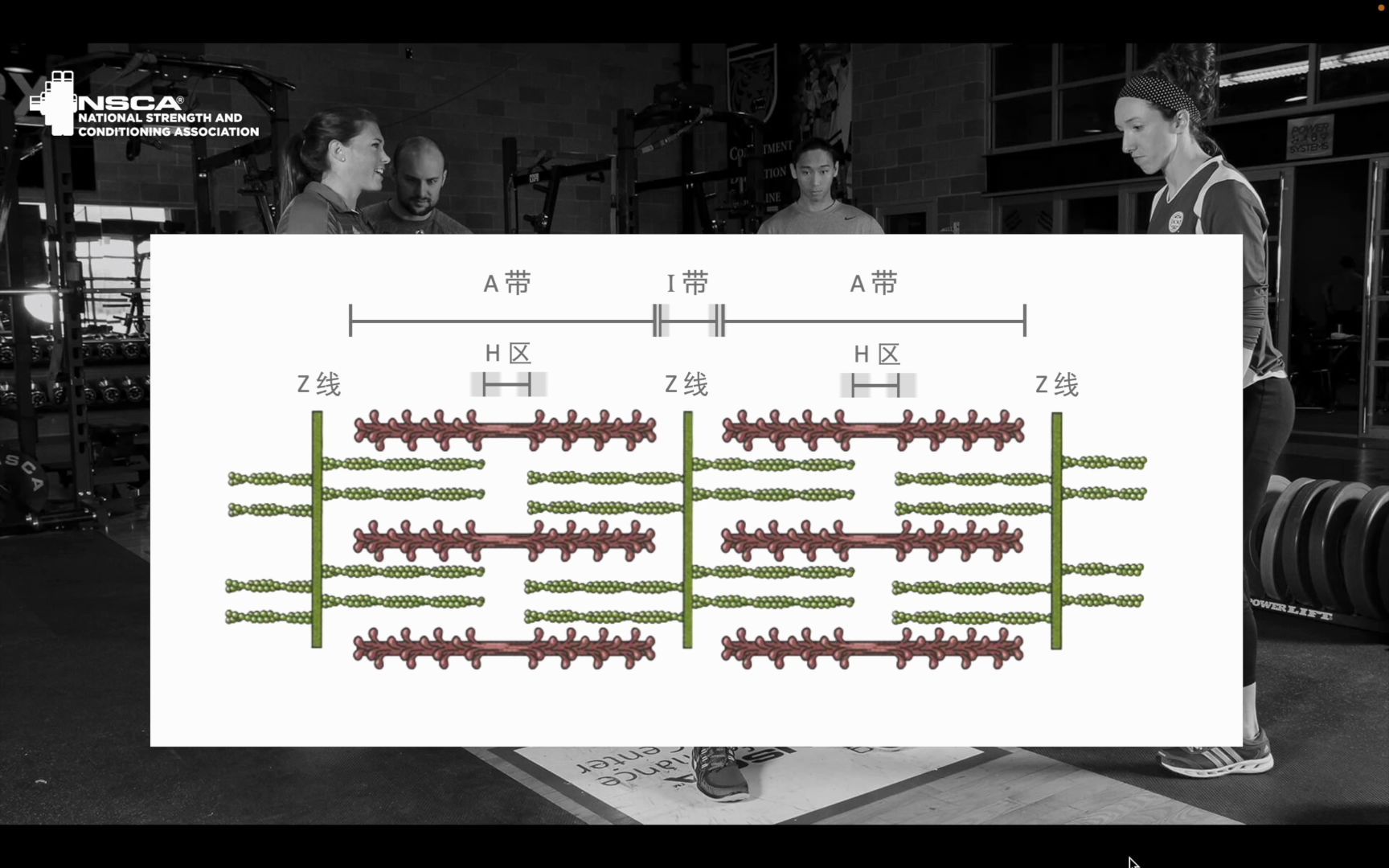 NSCA CPT CSCS 认证考试 动画展示肌纤维收缩时 A带、I带、H区的变化 美国国家体能协会 私人教练认证 体能教练认证 备考知识点哔哩哔哩bilibili