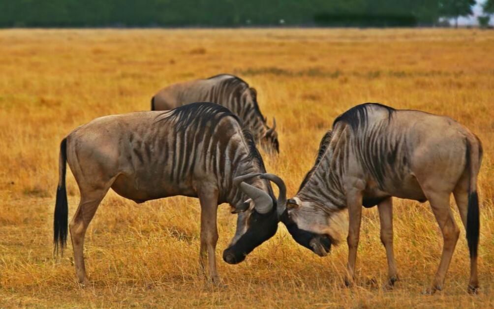 两只角马在草原打架,结果角卡在了一起,鬣狗看到机会来了!
