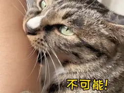 不愧是祖宗严选的小猫，已经成精了