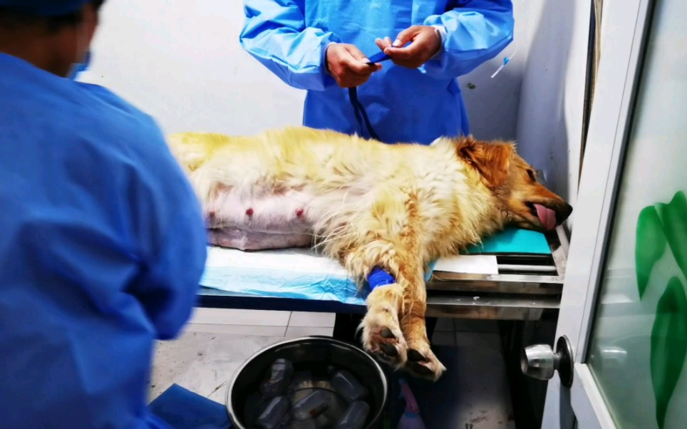 金毛生孩子,生到一半卡住了这就是难产,不得已只得刨腹产了