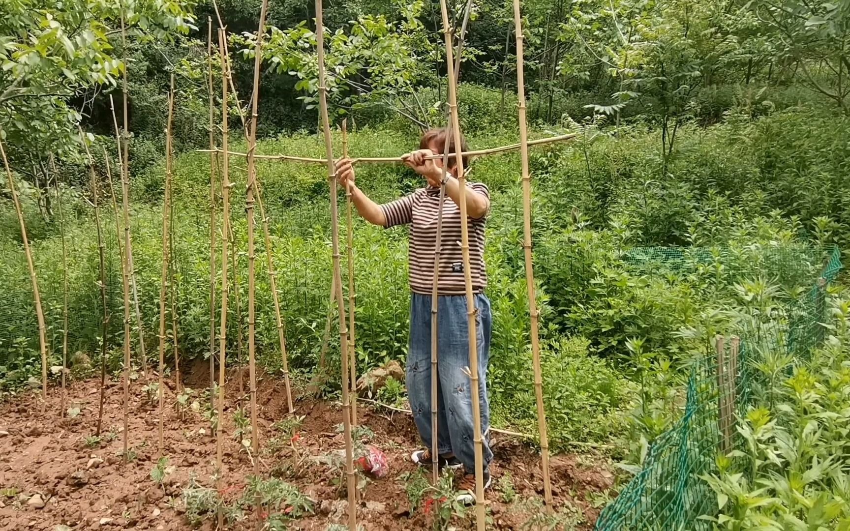 [图]秦岭山上有院落，院里有菜地，这样的幸福应该很值得珍惜