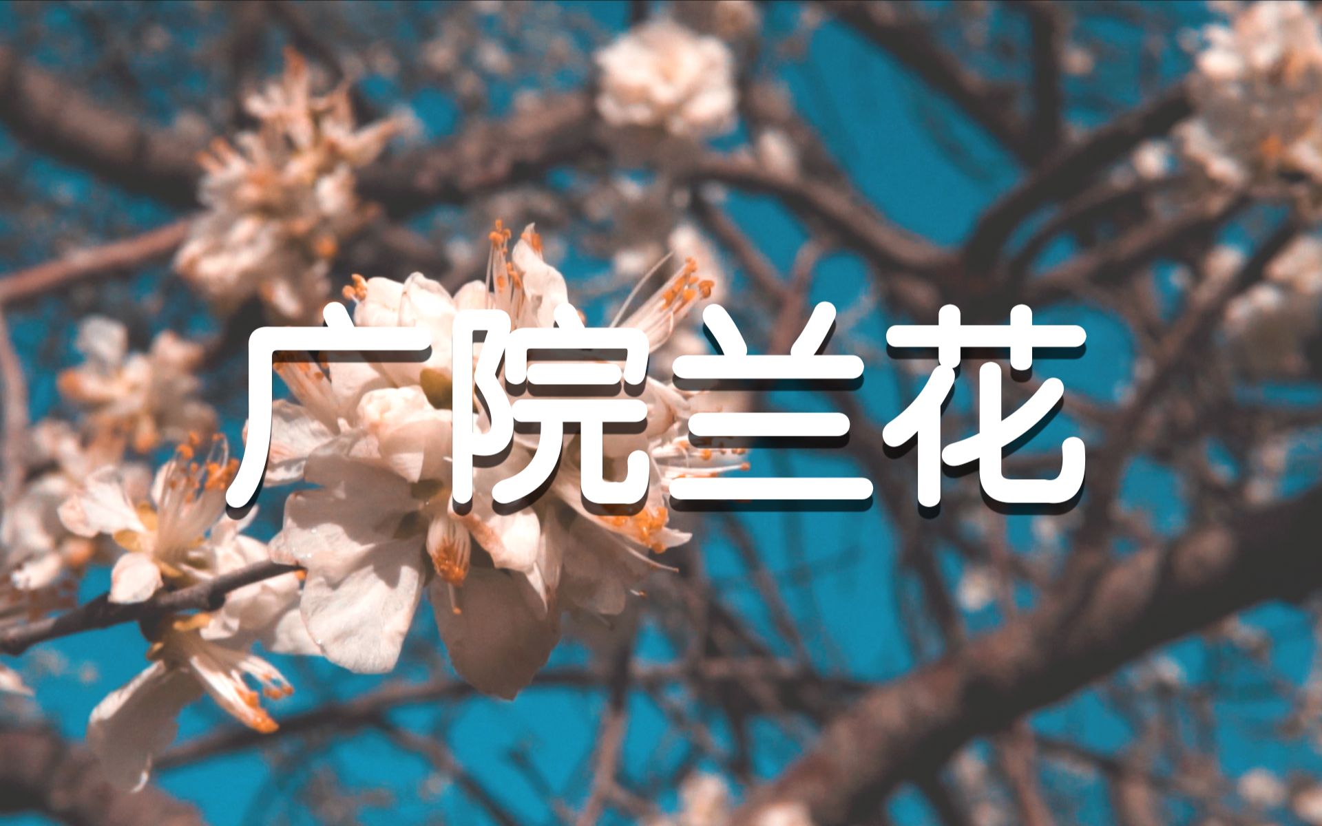 【风光片】广院兰花 - 中国传媒大学(2019)