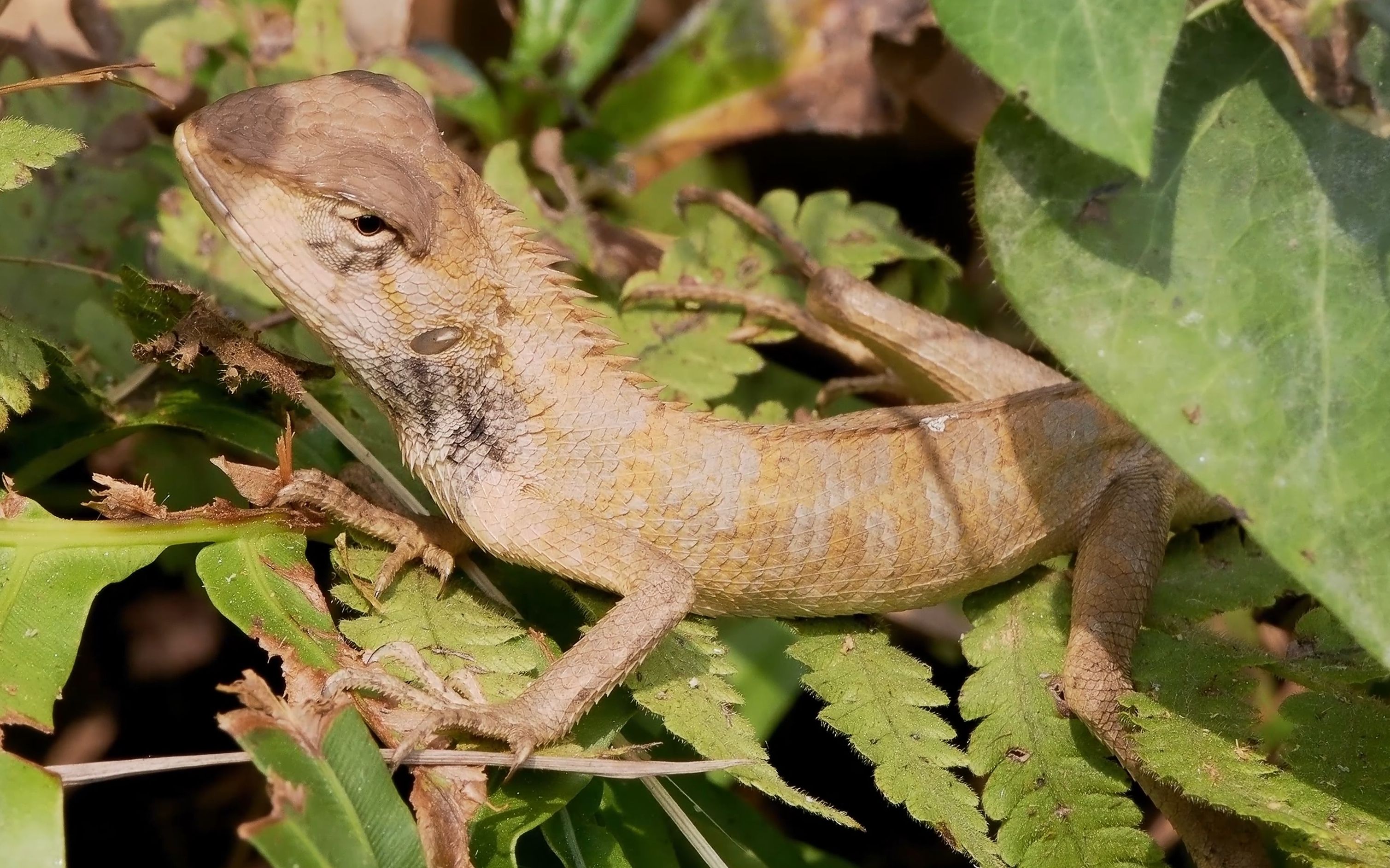 【行为图鉴】变色树蜥 藏得好就没人发现我