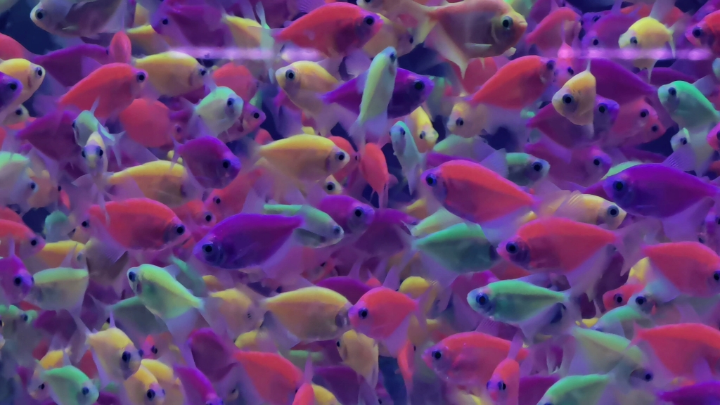 这就是传说中的天使鱼吗