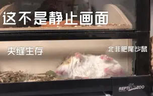 北非肥尾沙鼠 通心粉 夹缝生存 是视频不是图片