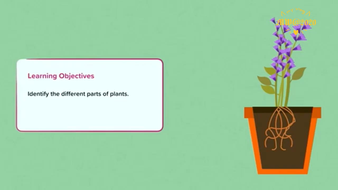 [图]KS1 Science: Parts of Plants 初步認識植物的四個種類，了解植物主要組成部分的名稱和功能（英國小學生的科學課）