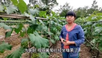 露天巨峰葡萄萌芽后的管理 抹芽定稍最关键 详细介绍抹芽注意事项 哔哩哔哩 Bilibili