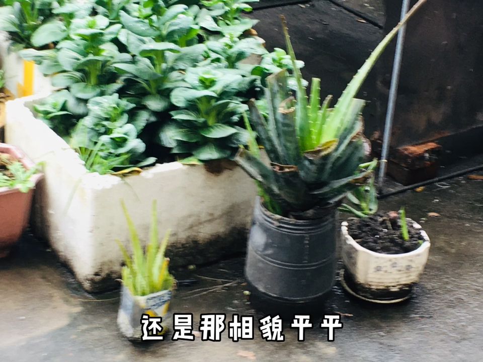 寒春班视听作文 《奶奶家的芦荟》(丁悦淇)哔哩哔哩bilibili