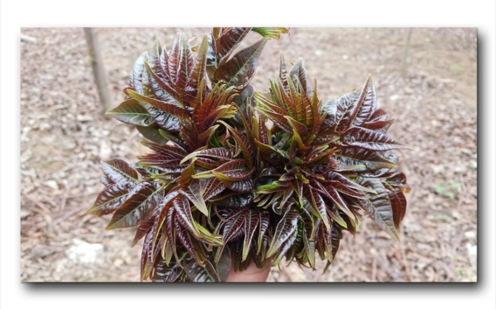 安徽省太和县黑油香椿