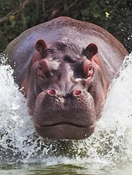 2021/5.14自然界的大河马7