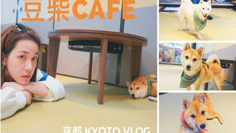 Japan Vlog 18京都kyoto 柴控狗奴必访天堂 一进门就秒融化的豆柴cafe 哔哩哔哩 つロ干杯 Bilibili Japan Vlog 18京都kyoto 柴控狗奴必访天堂 一进门就秒融化的豆柴cafe 哔哩哔哩 つロ干杯 Bilibili