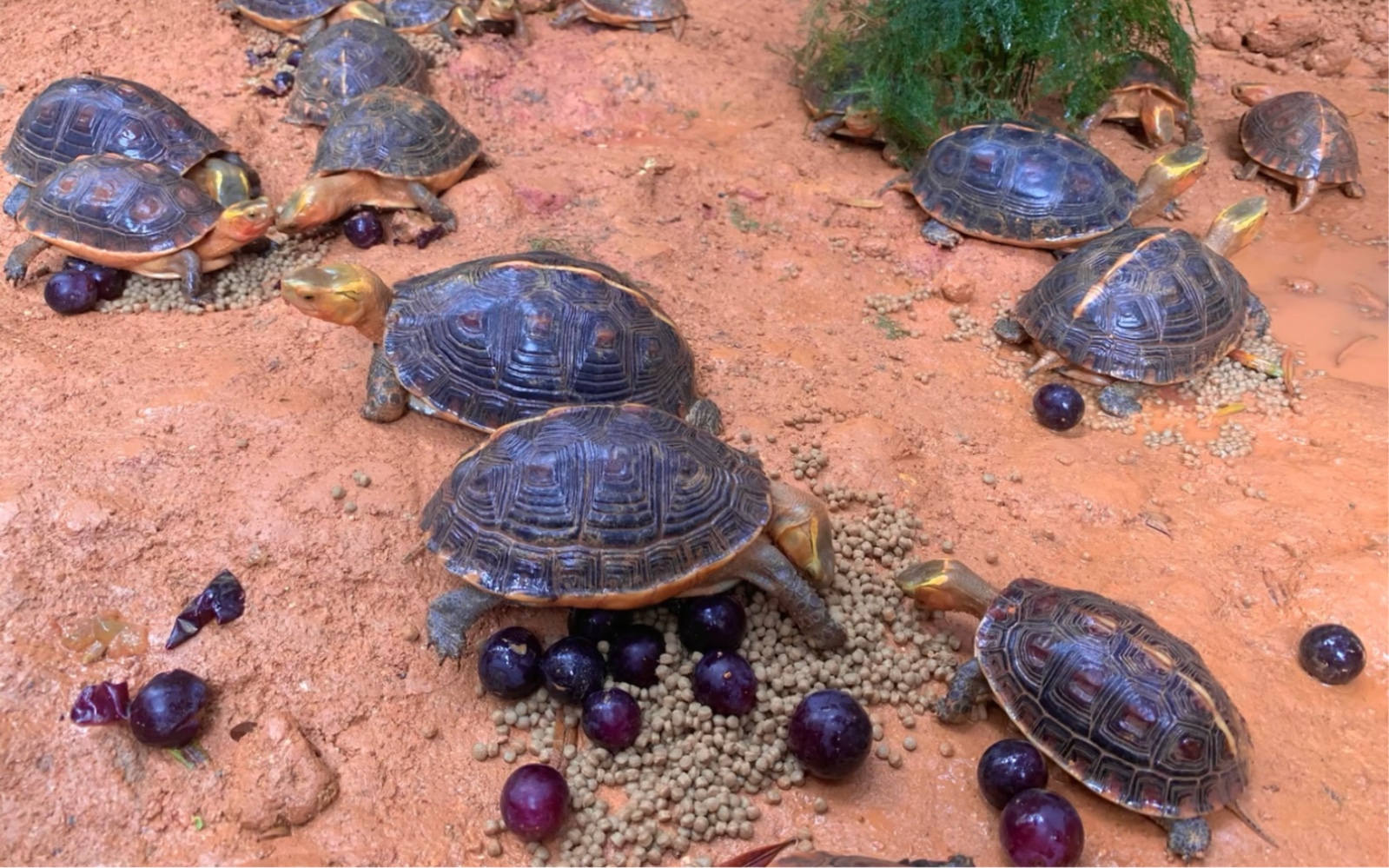 看看黄缘闭壳龟吃什么呢?