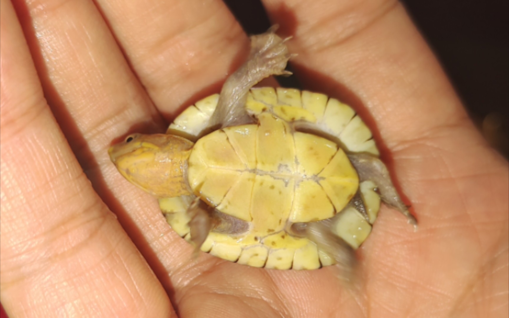 纯种北部白唇苗子挑选指北