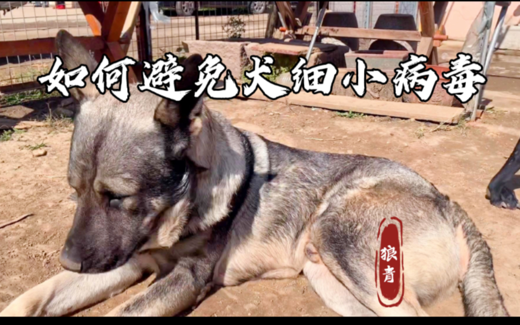 细小病毒致死率极高!该如何避免犬细小病毒?你知道么?哔哩哔哩bilibili